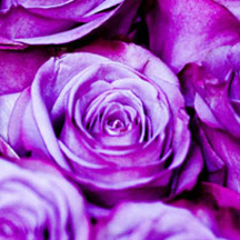 数据保密严格的cc网页端